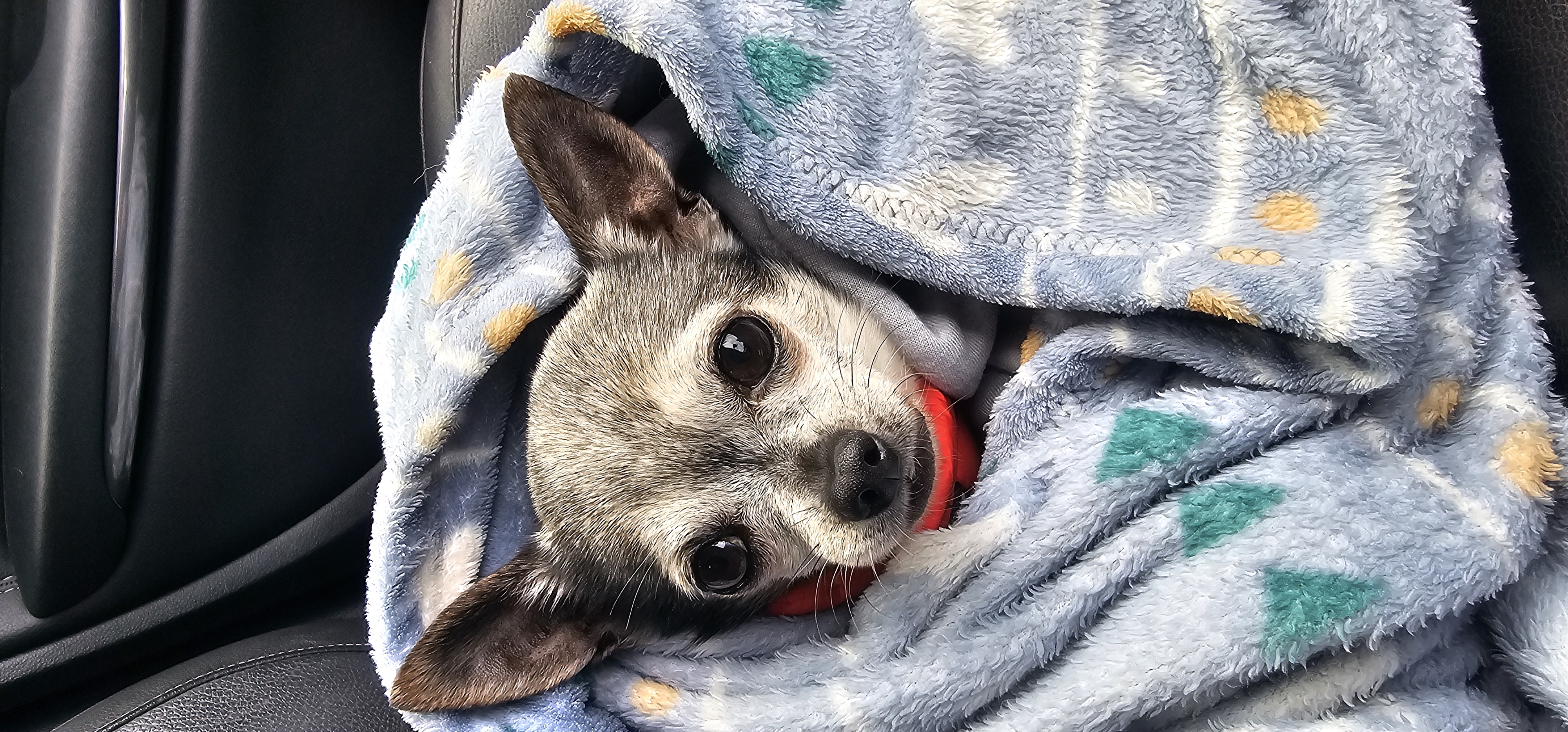 Dog walker with happy dogs